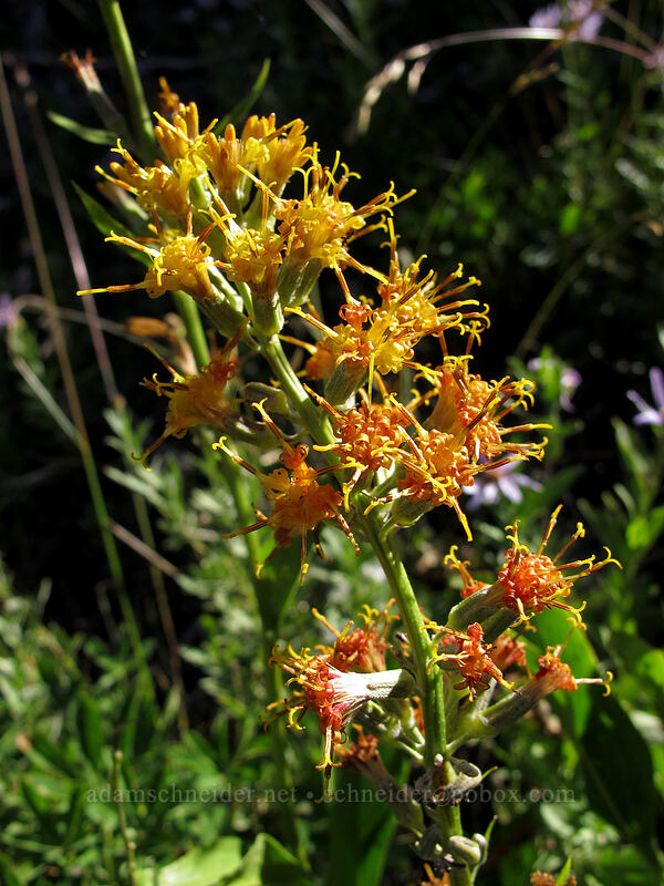 rainiera (Rainiera stricta (Luina stricta)) [Goat Ridge Trail, Goat Rocks Wilderness, Lewis County, Washington]