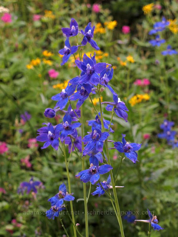 Olympic larkspur (Delphinium glareosum) [Goat Ridge Trail, Goat Rocks Wilderness, Lewis County, Washington]