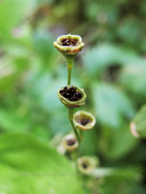 mitrewort seeds (Mitella sp.) [Goat Ridge Trail, Goat Rocks Wilderness, Lewis County, Washington]