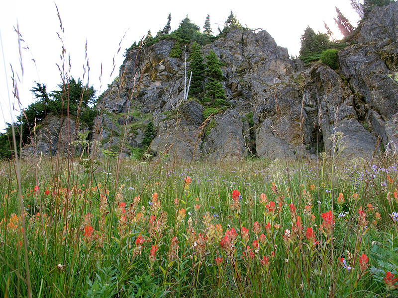 paintbrush & asters (Castilleja miniata, Doellingeria ledophylla (Eucephalus ledophyllus) (Aster ledophyllus)) [Goat Ridge Trail, Goat Rocks Wilderness, Lewis County, Washington]