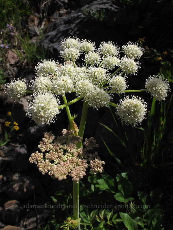sharp-tooth angelica (Angelica arguta) [Goat Ridge Trail, Goat Rocks Wilderness, Lewis County, Washington]
