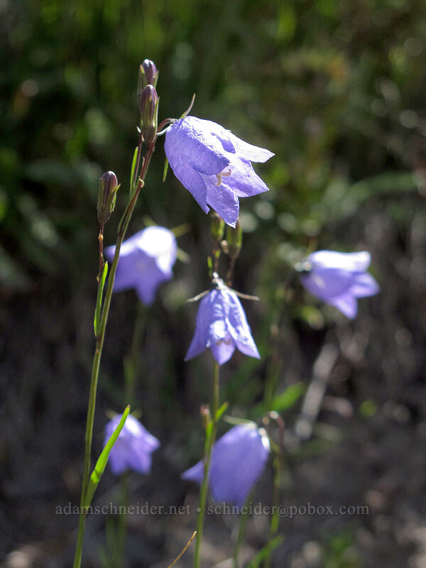 harebells (Campanula petiolata (Campanula rotundifolia)) [Goat Ridge Trail, Goat Rocks Wilderness, Lewis County, Washington]