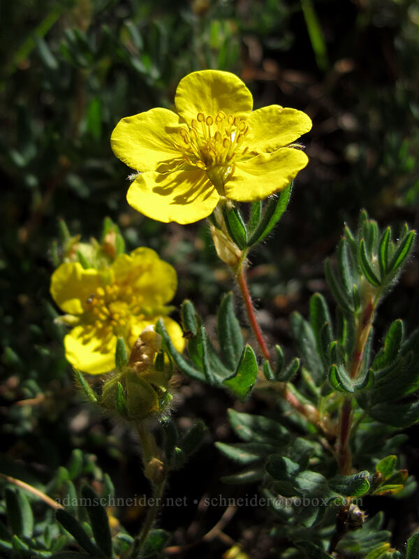 shrubby cinquefoil (Dasiphora fruticosa (Potentilla fruticosa)) [Goat Ridge Trail, Goat Rocks Wilderness, Lewis County, Washington]