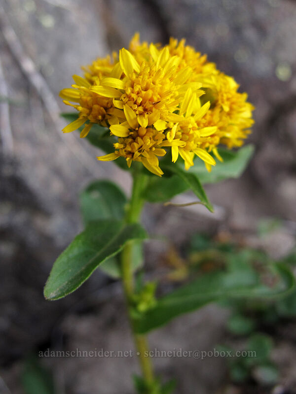 alpine goldenrod (Solidago multiradiata) [Goat Ridge Trail, Goat Rocks Wilderness, Lewis County, Washington]