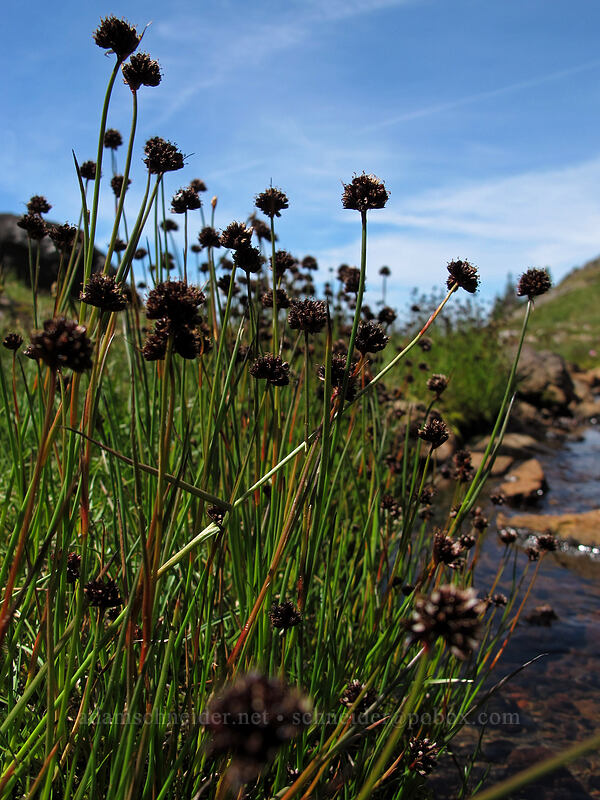 Mertens' rushes (Juncus mertensianus) [Jordan Basin, Goat Rocks Wilderness, Lewis County, Washington]