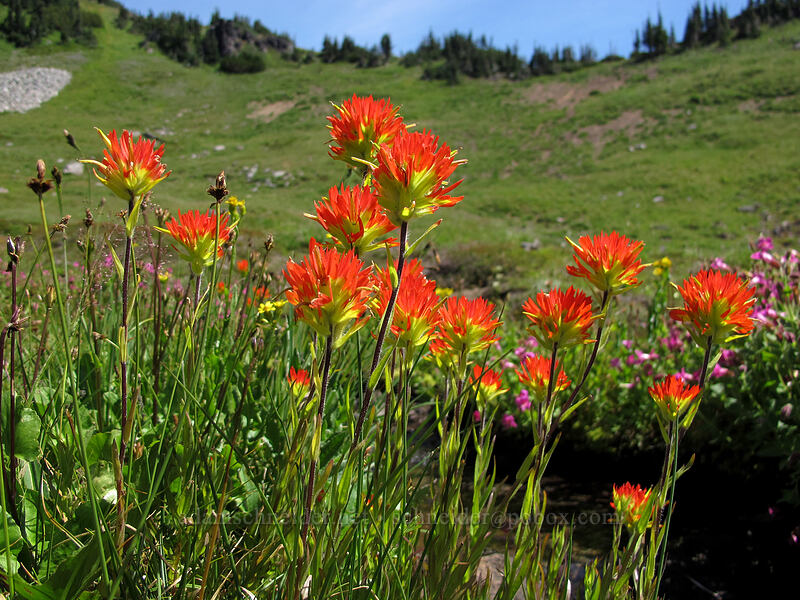 Suksdorf's paintbrush (Castilleja suksdorfii) [Jordan Basin, Goat Rocks Wilderness, Lewis County, Washington]