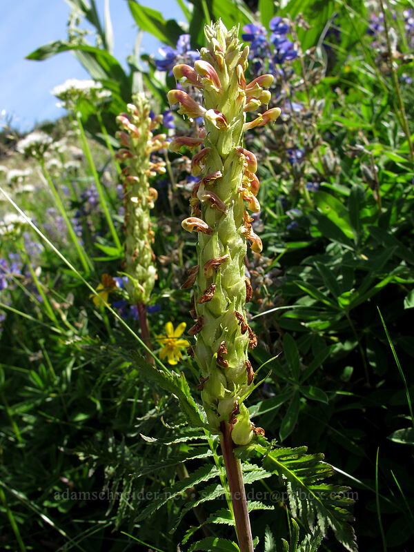 bracted lousewort (Pedicularis bracteosa) [Goat Ridge Trail, Goat Rocks Wilderness, Lewis County, Washington]
