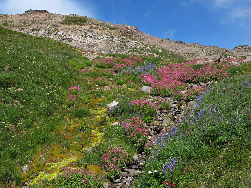 wildflowers along a stream (Erythranthe lewisii (Mimulus lewisii), Lupinus latifolius, Valeriana sitchensis, Bistorta bistortoides (Polygonum bistortoides)) [Lily Basin Trail, Goat Rocks Wilderness, Lewis County, Washington]