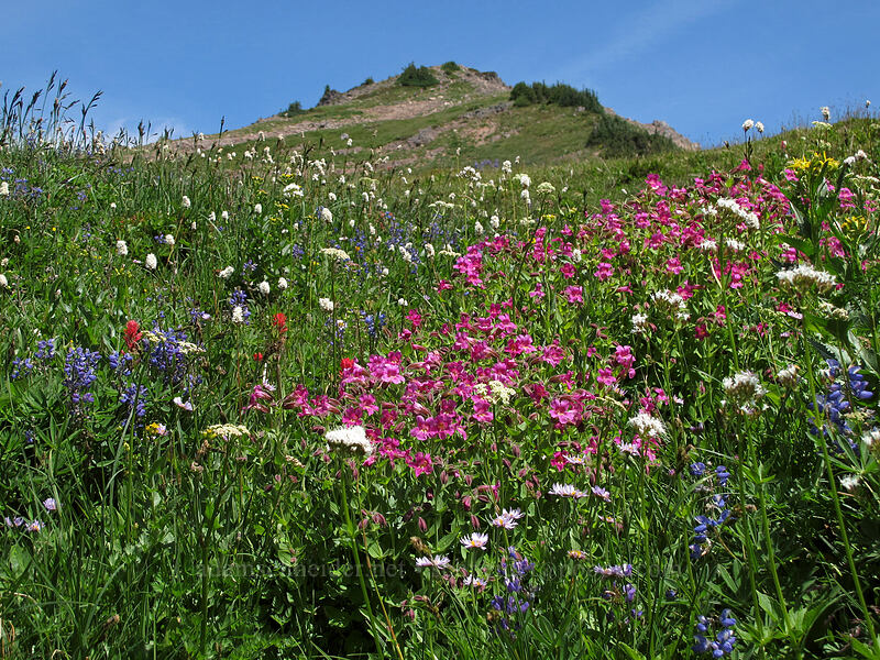 wildflowers (Erythranthe lewisii (Mimulus lewisii), Lupinus latifolius, Valeriana sitchensis, Bistorta bistortoides (Polygonum bistortoides), Castilleja parviflora var. oreopola) [Lily Basin Trail, Goat Rocks Wilderness, Lewis County, Washington]