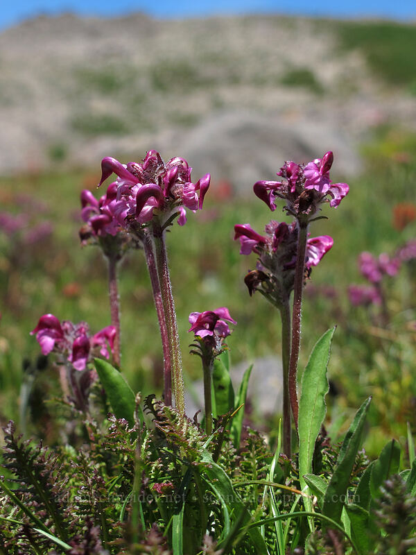 bird's-beak lousewort (Pedicularis ornithorhynchos (Pedicularis ornithorhyncha)) [Lily Basin Trail, Goat Rocks Wilderness, Lewis County, Washington]