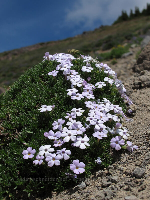 spreading phlox (Phlox diffusa) [Lily Basin Trail, Goat Rocks Wilderness, Lewis County, Washington]