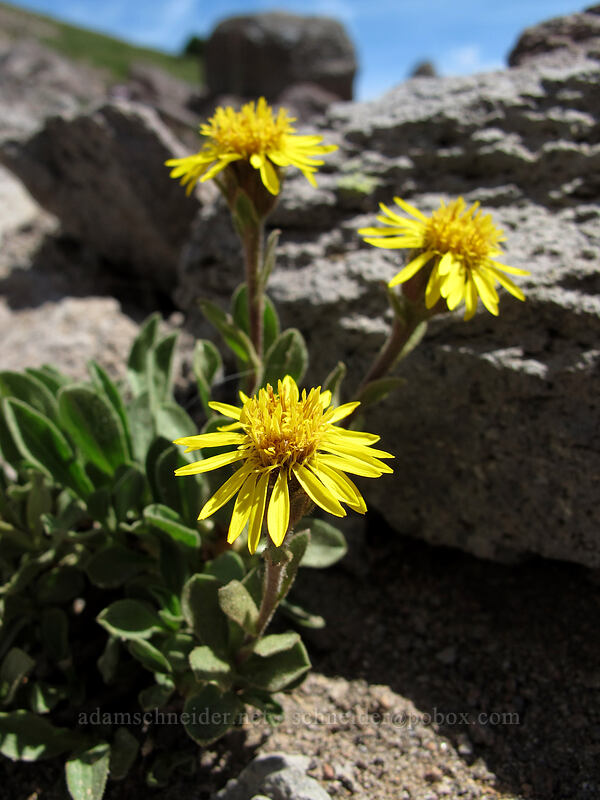 golden fleabane (Erigeron aureus) [Hawkeye Point Trail, Goat Rocks Wilderness, Lewis County, Washington]