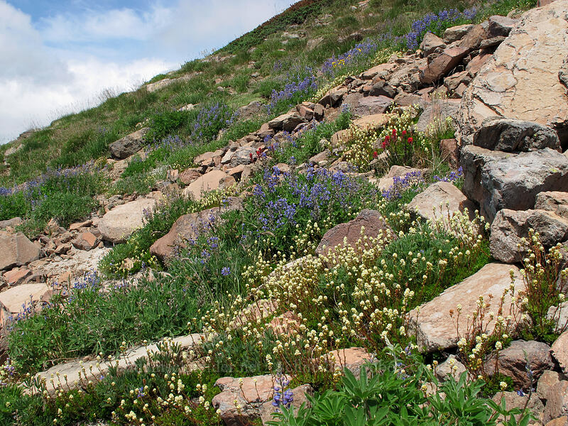 partridgefoot, lupines, & paintbrush (Luetkea pectinata, Lupinus latifolius, Castilleja parviflora var. oreopola) [Hawkeye Point Trail, Goat Rocks Wilderness, Lewis County, Washington]