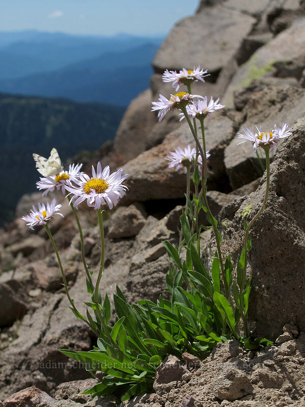 fleabane & pine white butterfly (Erigeron glacialis var. glacialis, Neophasia menapia) [Hawkeye Point Trail, Goat Rocks Wilderness, Lewis County, Washington]