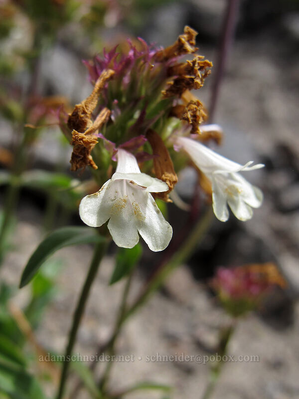 yellow penstemon (Penstemon confertus) [Hawkeye Point Trail, Goat Rocks Wilderness, Lewis County, Washington]