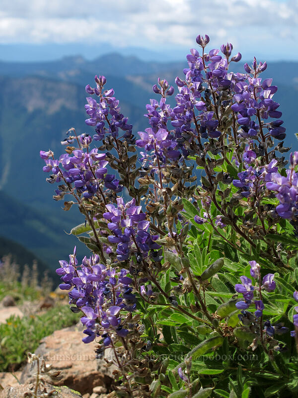 lupines (Lupinus latifolius) [Hawkeye Point Trail, Goat Rocks Wilderness, Lewis County, Washington]