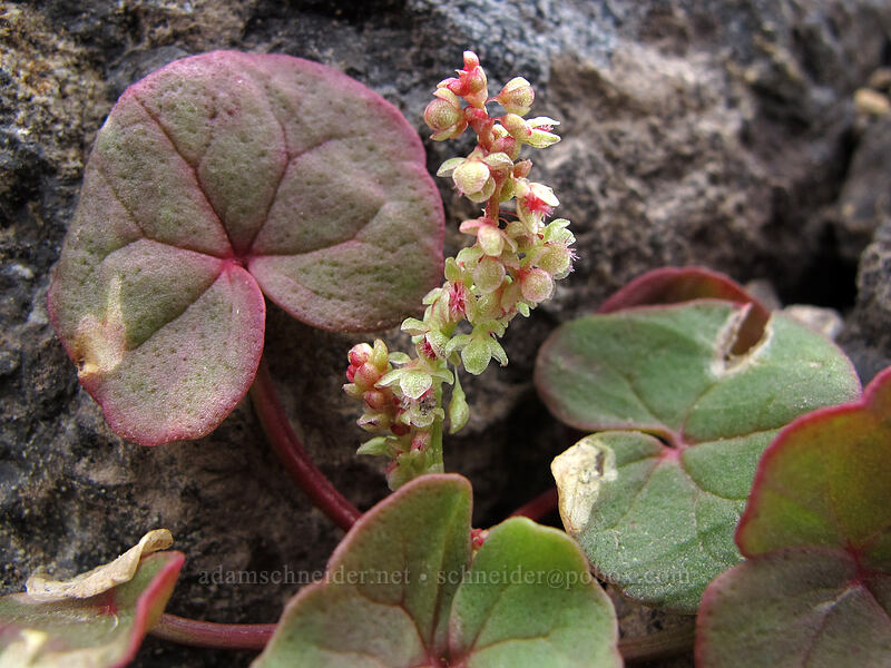 alpine mountain-sorrel (Oxyria digyna) [below Hawkeye Point, Goat Rocks Wilderness, Lewis County, Washington]
