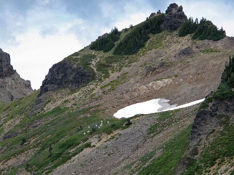 mountain goats (Oreamnos americanus) [below Hawkeye Point, Goat Rocks Wilderness, Lewis County, Washington]