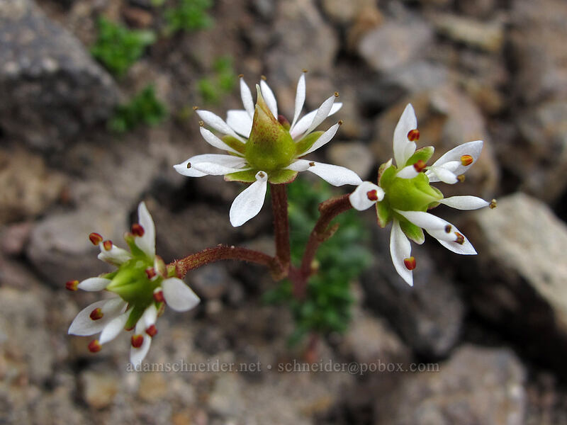 Tolmie's saxifrage (Micranthes tolmiei (Saxifraga tolmiei)) [below Hawkeye Point, Goat Rocks Wilderness, Lewis County, Washington]
