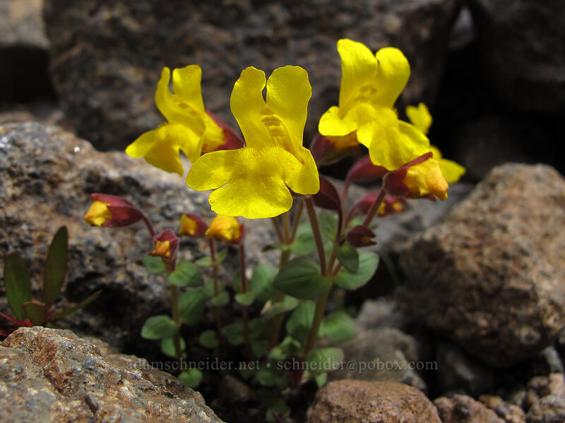 subalpine monkeyflower (Erythranthe caespitosa (Mimulus caespitosus)) [below Hawkeye Point, Goat Rocks Wilderness, Lewis County, Washington]