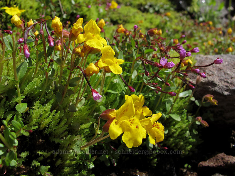 subalpine monkeyflower & willow-herb (Erythranthe caespitosa (Mimulus caespitosus), Epilobium sp.) [Lily Basin Trail, Goat Rocks Wilderness, Lewis County, Washington]
