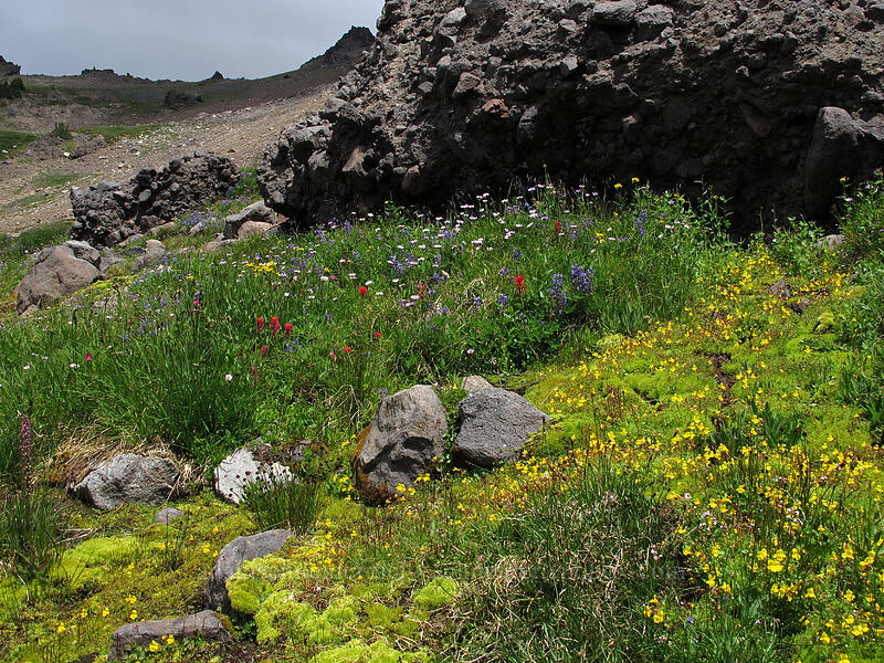 wildflowers (Castilleja parviflora var. oreopola, Erythranthe caespitosa (Mimulus caespitosus), Lupinus latifolius, Erigeron glacialis var. glacialis) [Lily Basin Trail, Goat Rocks Wilderness, Lewis County, Washington]