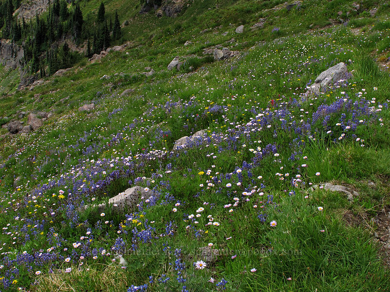 wildflowers (Lupinus latifolius, Erigeron glacialis var. glacialis, Senecio triangularis, Castilleja parviflora var. oreopola) [Lily Basin Trail, Goat Rocks Wilderness, Lewis County, Washington]