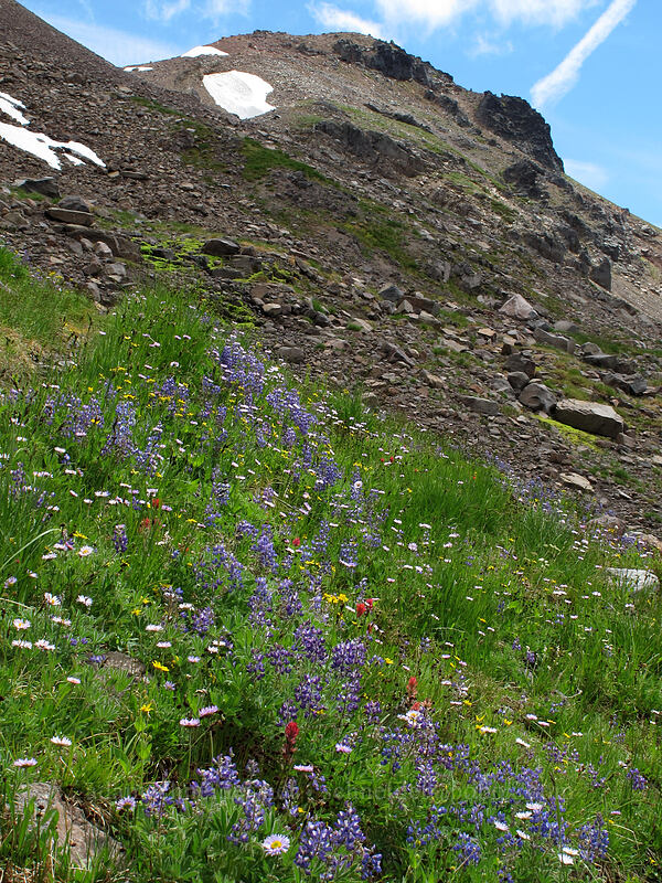 wildflowers (Lupinus latifolius, Erigeron glacialis var. glacialis, Senecio triangularis, Castilleja parviflora var. oreopola) [Lily Basin Trail, Goat Rocks Wilderness, Lewis County, Washington]