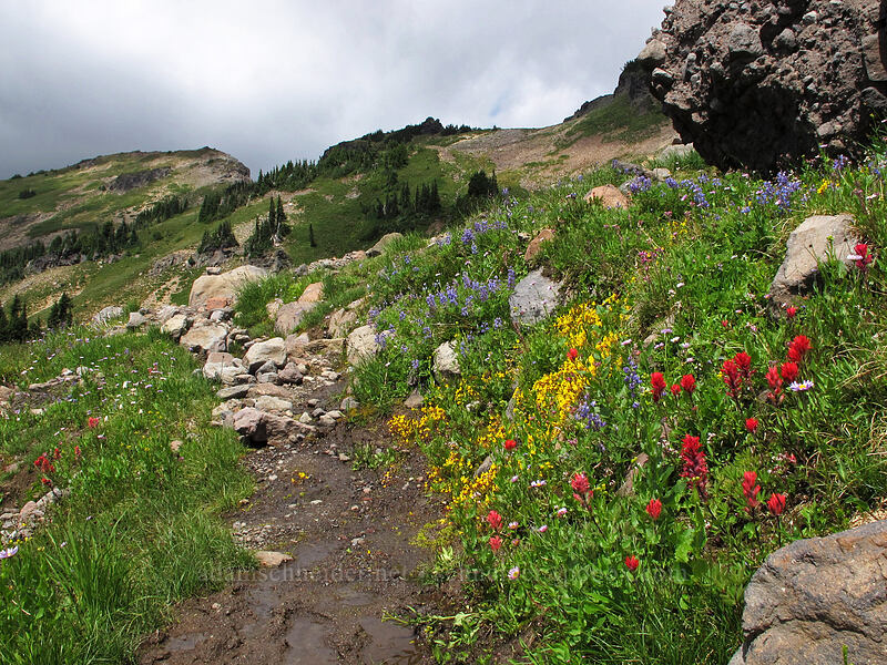 wildflowers (Lupinus latifolius, Castilleja parviflora var. oreopola, Erythranthe caespitosa (Mimulus caespitosus), Erigeron glacialis var. glacialis) [Lily Basin Trail, Goat Rocks Wilderness, Lewis County, Washington]