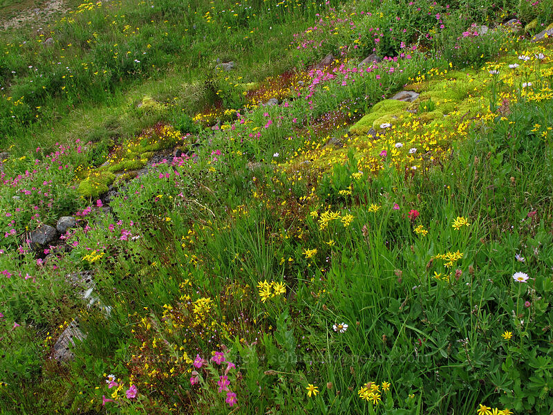 wildflowers along a stream (Erythranthe lewisii (Mimulus lewisii), Erythranthe caespitosa (Mimulus caespitosus), Senecio triangularis, Erigeron glacialis var. glacialis, Epilobium sp.) [Lily Basin Trail, Goat Rocks Wilderness, Lewis County, Washington]