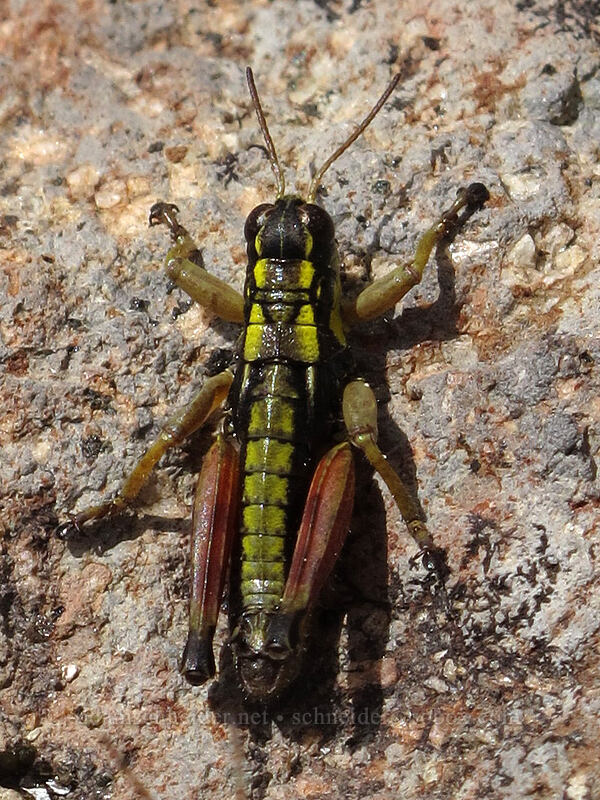 Cascade timberline grasshopper (Prumnacris rainierensis) [Lily Basin Trail, Goat Rocks Wilderness, Lewis County, Washington]