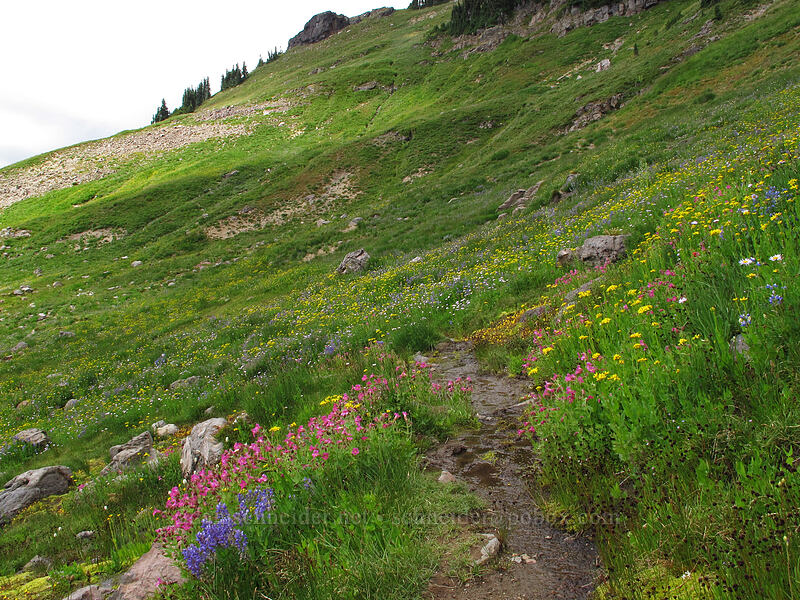 wildflowers (Lupinus latifolius, Erythranthe lewisii (Mimulus lewisii), Senecio triangularis, Erigeron glacialis var. glacialis) [Lily Basin Trail, Goat Rocks Wilderness, Lewis County, Washington]