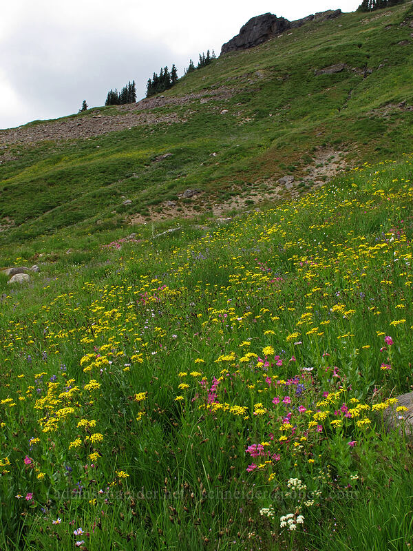 wildflowers (Senecio triangularis, Erythranthe lewisii (Mimulus lewisii), Erigeron glacialis var. glacialis, Ligusticum grayi) [Lily Basin Trail, Goat Rocks Wilderness, Lewis County, Washington]
