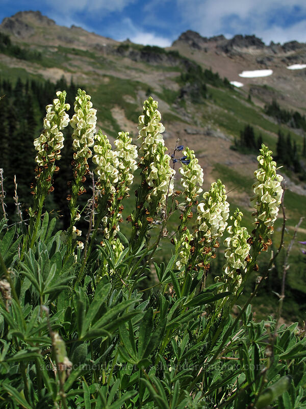 coiled-beak lousewort (Pedicularis contorta) [Lily Basin Trail, Goat Rocks Wilderness, Lewis County, Washington]