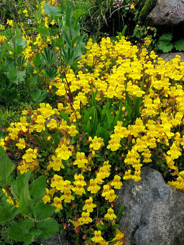 monkeyflower (Erythranthe caespitosa (Mimulus caespitosus)) [Lily Basin Trail, Goat Rocks Wilderness, Lewis County, Washington]