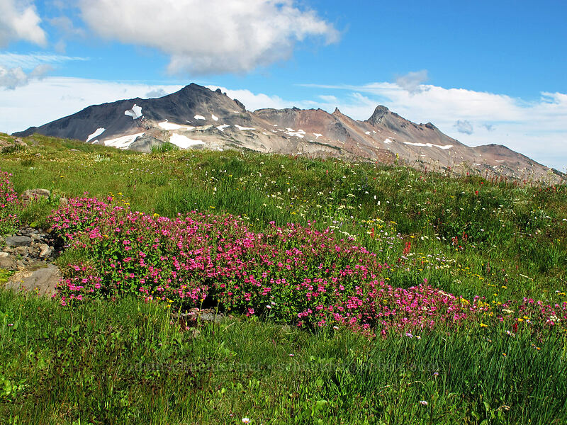 Lewis' monkeyflower, Old Snowy, & Ives Peak (Erythranthe lewisii (Mimulus lewisii)) [Lily Basin Trail, Goat Rocks Wilderness, Lewis County, Washington]