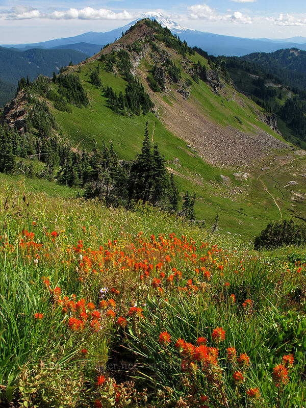Suksdorf's paintbrush & Jordan Basin (Castilleja suksdorfii) [Lily Basin Trail, Goat Rocks Wilderness, Lewis County, Washington]