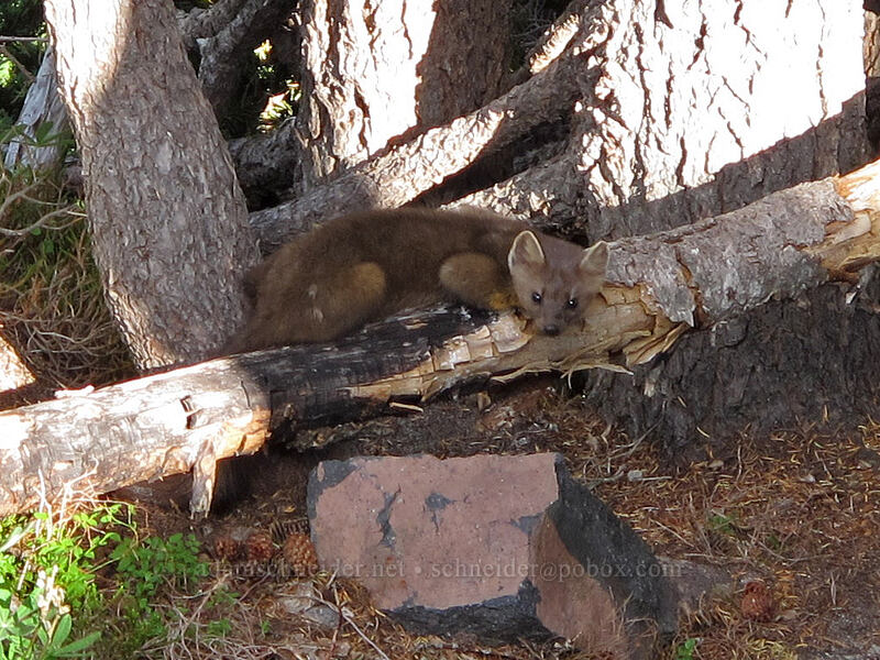 Pacific marten (Martes caurina (Martes americana)) [Lily Basin Trail, Goat Rocks Wilderness, Lewis County, Washington]