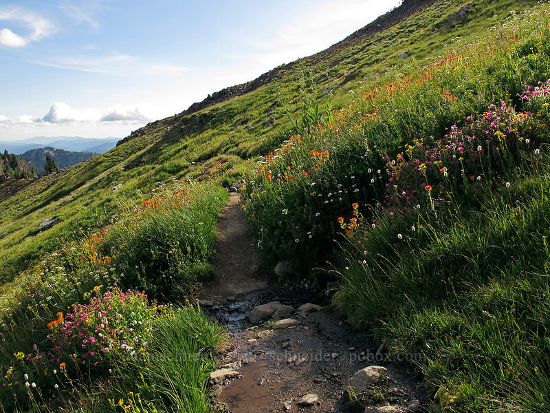 wildflowers (Castilleja suksdorfii, Erythranthe lewisii (Mimulus lewisii), Bistorta bistortoides (Polygonum bistortoides), Senecio triangularis, Veratrum viride var. eschscholtzianum (Veratrum eschscholtzii), Erigeron glacialis var. glacialis, Arnica sp.) [Lily Basin Trail, Goat Rocks Wilderness, Lewis County, Washington]