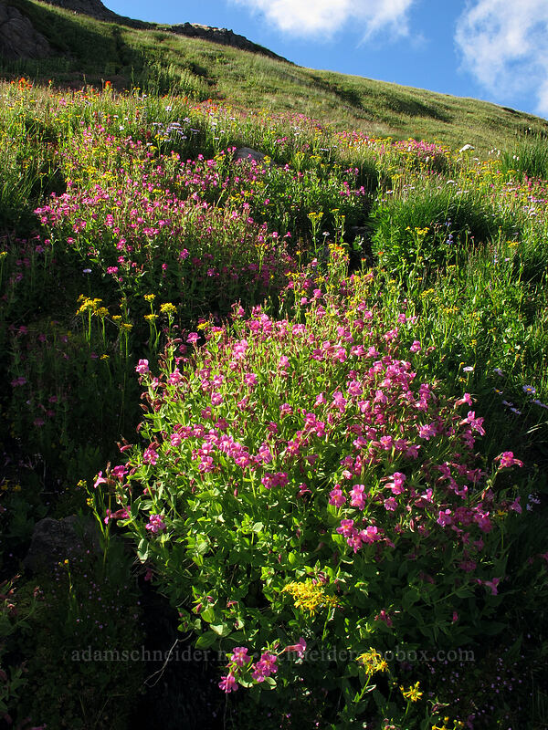 Lewis' monkeyflower & arrow-leaf groundsel (Erythranthe lewisii (Mimulus lewisii), Senecio triangularis) [Lily Basin Trail, Goat Rocks Wilderness, Lewis County, Washington]