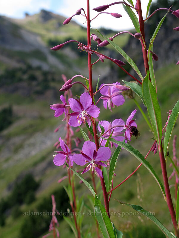 fireweed (Chamerion angustifolium (Chamaenerion angustifolium) (Epilobium angustifolium)) [Goat Ridge Trail, Goat Rocks Wilderness, Lewis County, Washington]