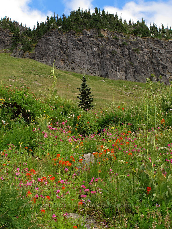 wildflowers (Castilleja suksdorfii, Erythranthe lewisii (Mimulus lewisii), Senecio triangularis, Ligusticum grayi, Veratrum viride var. eschscholtzianum (Veratrum eschscholtzii), Spiraea splendens (Spiraea densiflora), Bistorta bistortoides (Polygonum bistortoides), Erigeron glacialis var. glacialis) [Goat Ridge Trail, Goat Rocks Wilderness, Lewis County, Washington]