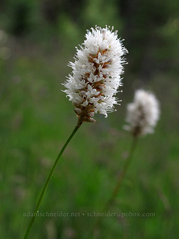 western bistort (Bistorta bistortoides (Polygonum bistortoides)) [Goat Ridge Trail, Goat Rocks Wilderness, Lewis County, Washington]