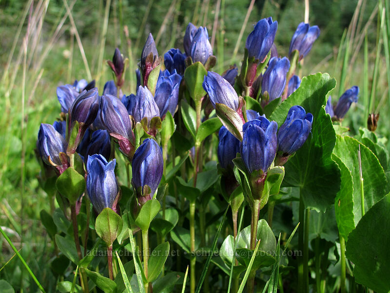 explorer's gentian (Gentiana calycosa) [Goat Ridge Trail, Goat Rocks Wilderness, Lewis County, Washington]