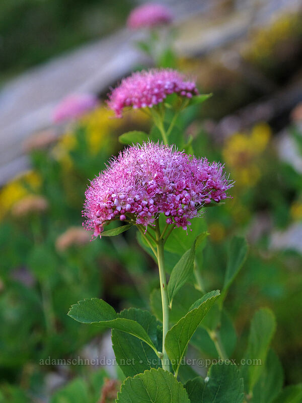 spirea (Spiraea splendens (Spiraea densiflora)) [Unicorn Creek Valley, Mt. Rainier National Park, Lewis County, Washington]
