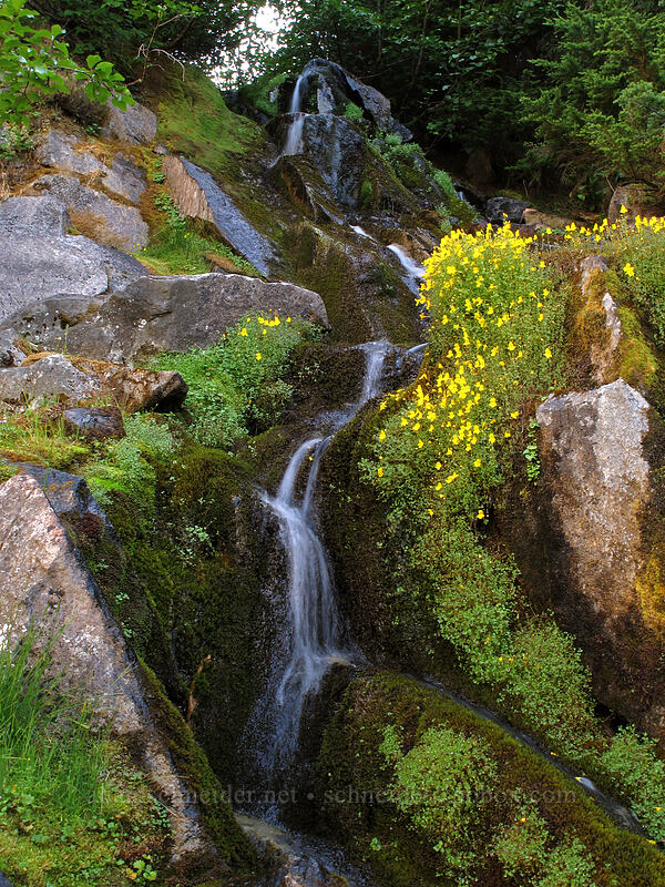 subalpine monkeyflower (Erythranthe caespitosa (Mimulus caespitosus)) [Unicorn Creek Valley, Mt. Rainier National Park, Lewis County, Washington]
