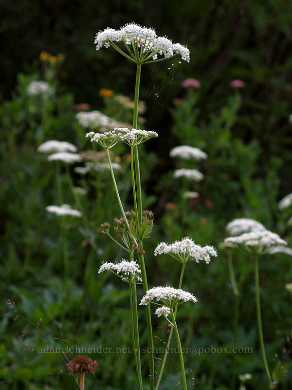 lovage (Ligusticum sp.) [Snow Lake Trail, Mt. Rainier National Park, Lewis County, Washington]