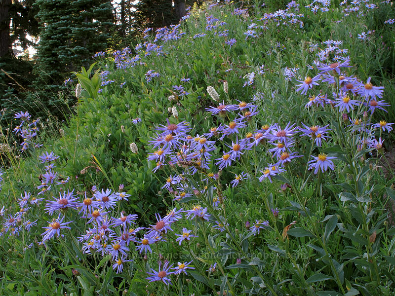 Cascade asters (Doellingeria ledophylla (Eucephalus ledophyllus) (Aster ledophyllus)) [Skyline Trail, Mt. Rainier National Park, Pierce County, Washington]