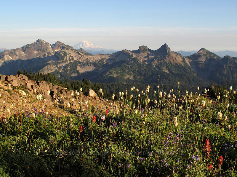 wildflowers & the Tatoosh Range [Glacier Vista Trail, Mt. Rainier National Park, Pierce County, Washington]