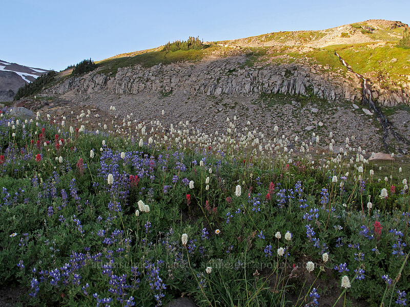 wildflowers [Skyline Trail, Mt. Rainier National Park, Pierce County, Washington]